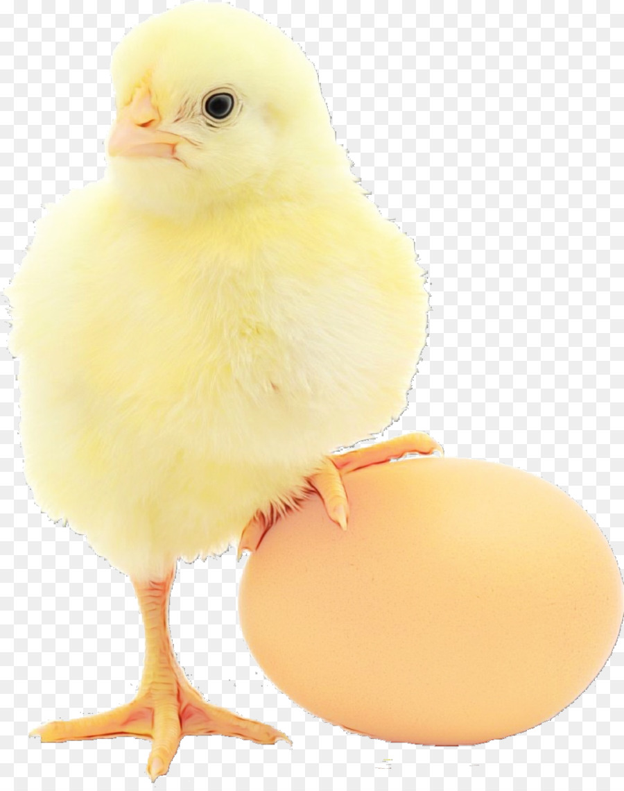 Pollo，Pájaro PNG