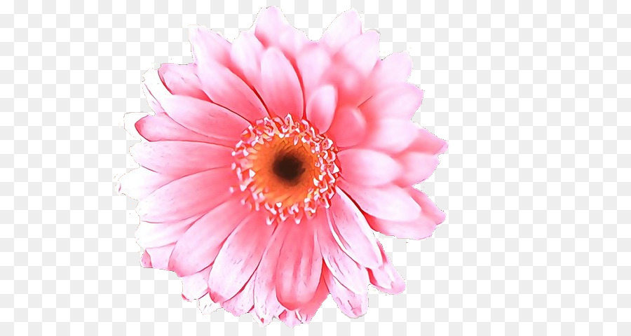 Flor，Barberton Daisy PNG