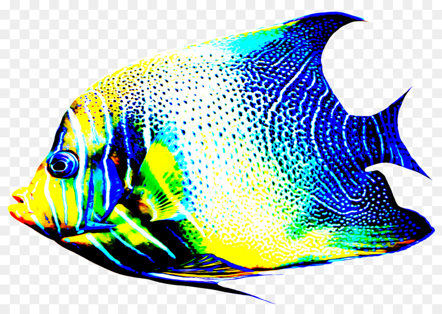 Los Peces，Pomacanthidae PNG