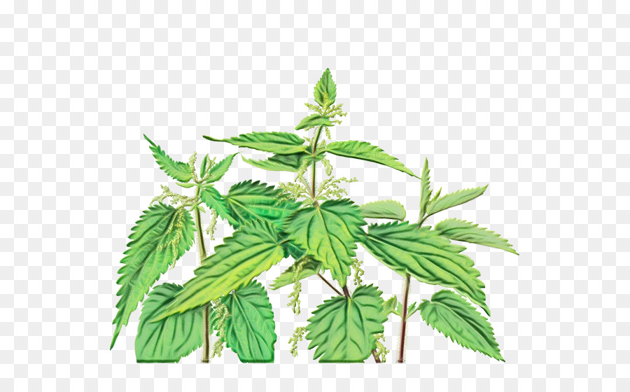 Hoja，Planta PNG