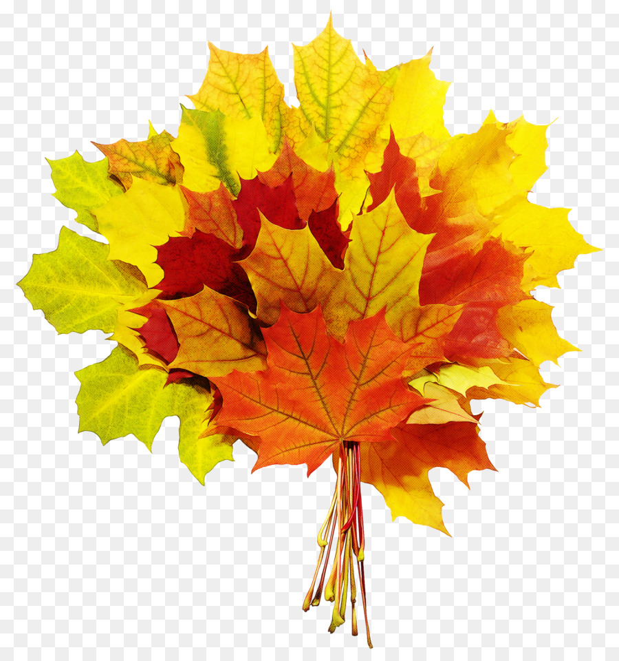 Hoja，árbol PNG