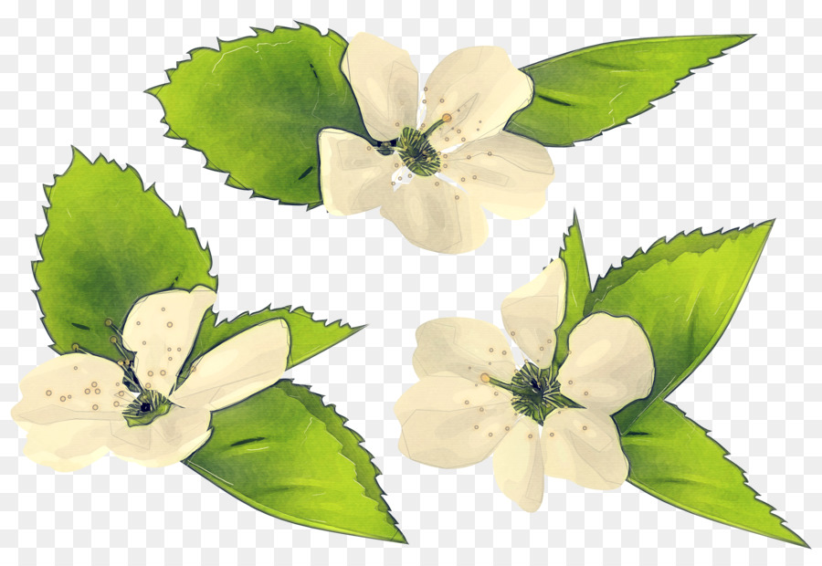 Flor，Hoja PNG