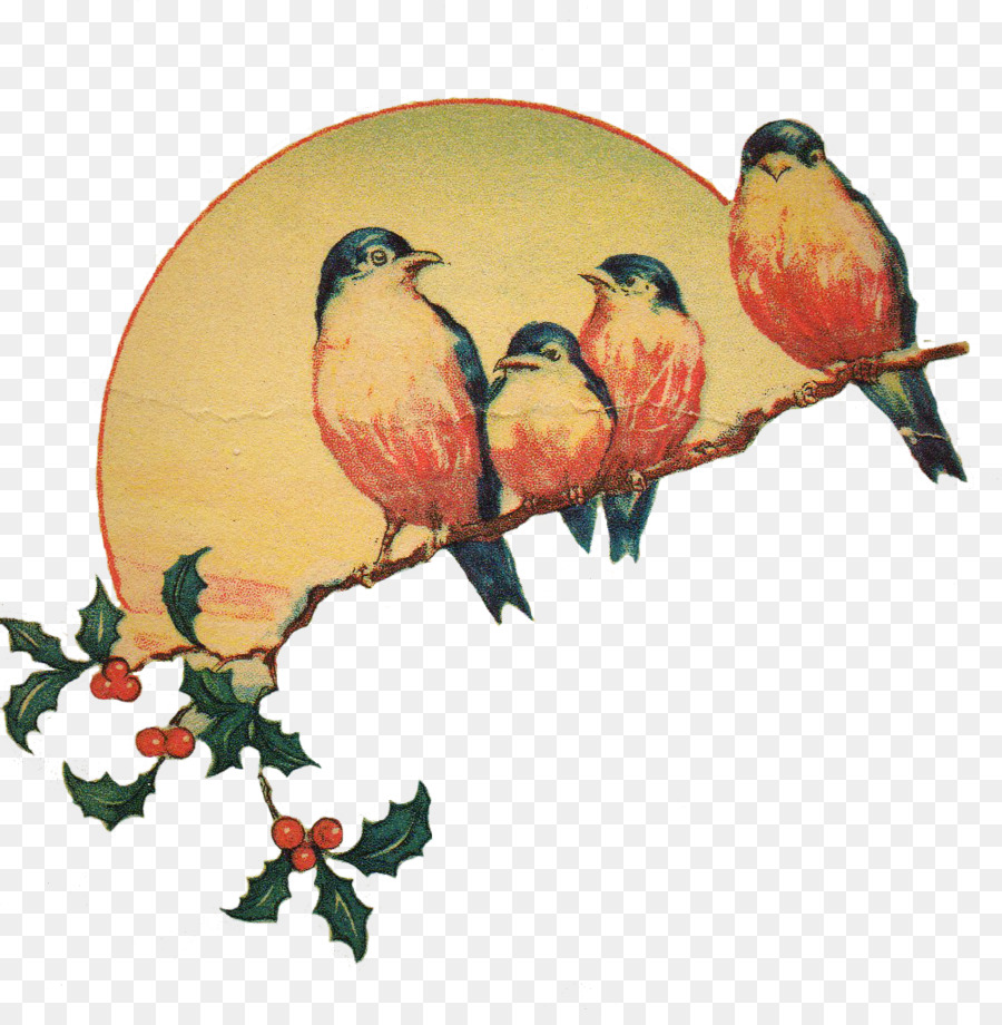 Pájaro，Pájaro Cantor PNG