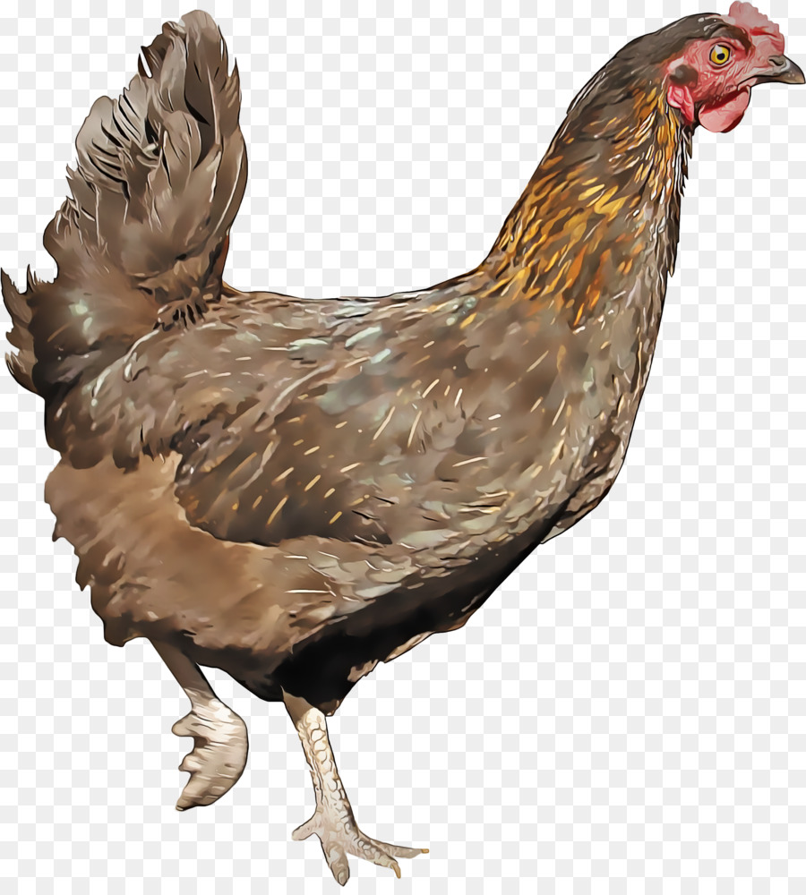 Pollo，Pájaro PNG