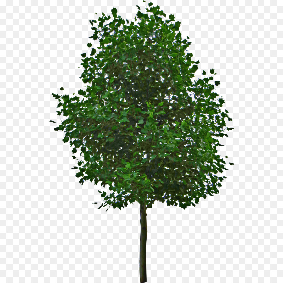 árbol，Planta PNG