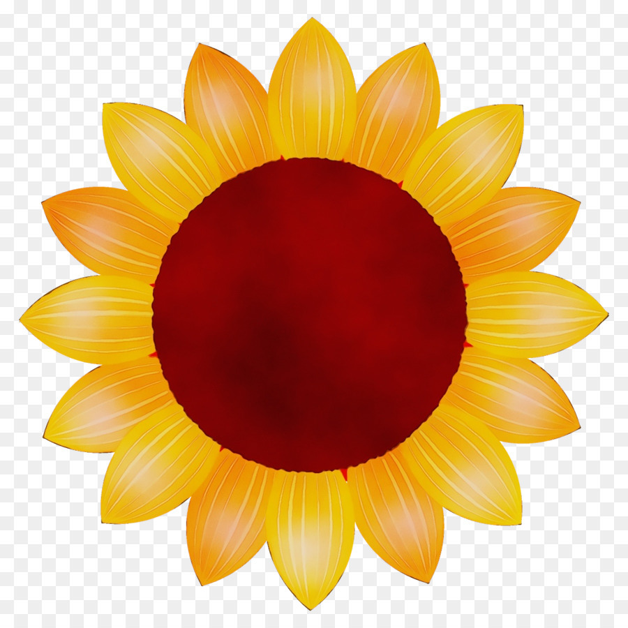 Girasol，Amarillo PNG