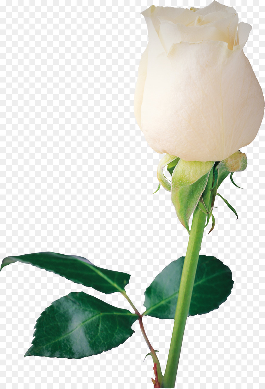 Flor，Planta PNG