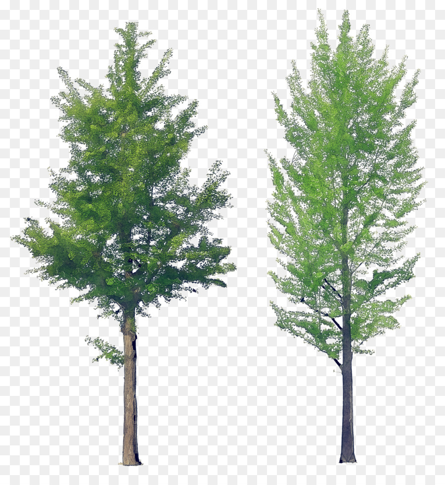 Árbol，Shortleaf Abeto Negro PNG