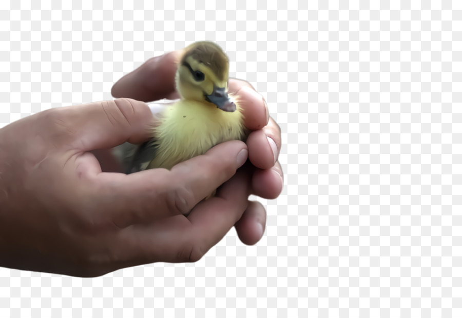 Aves，Pato PNG