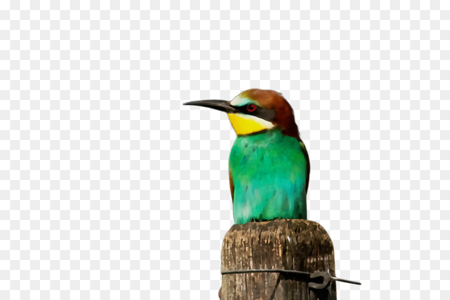 Pájaro，Pico PNG