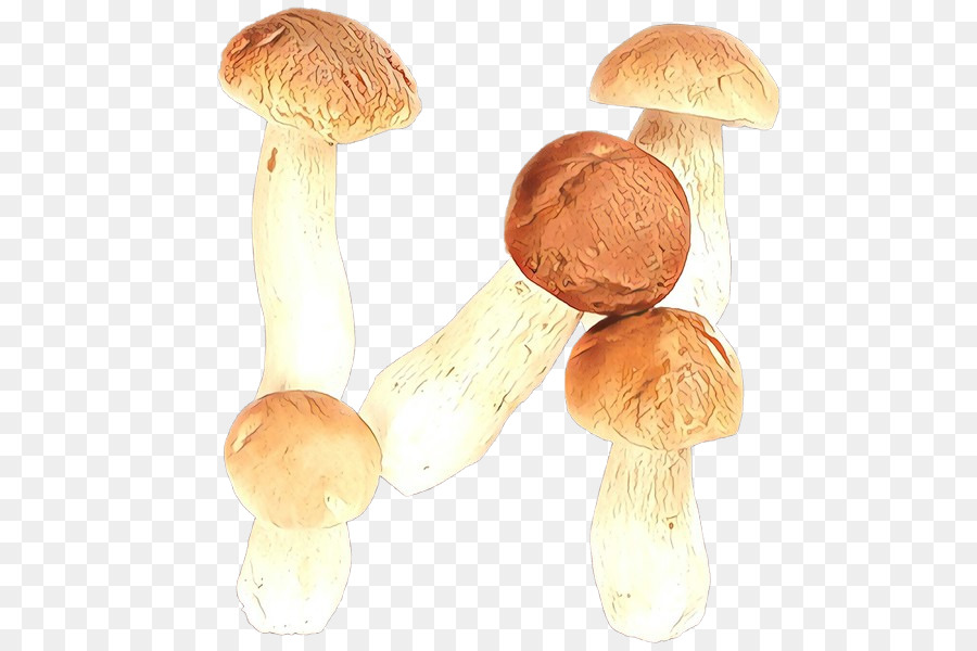 Seta，Agaricaceae PNG