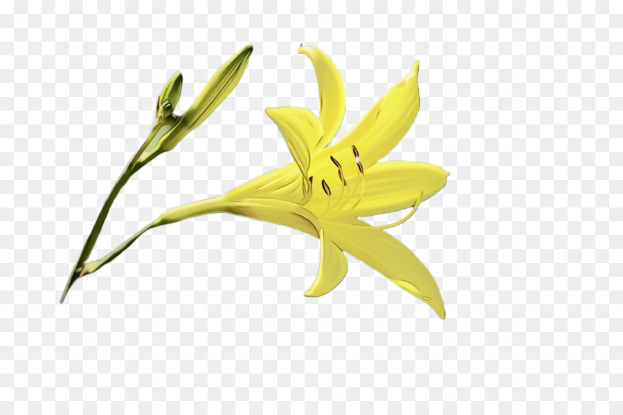 Flor，La Floración De La Planta PNG