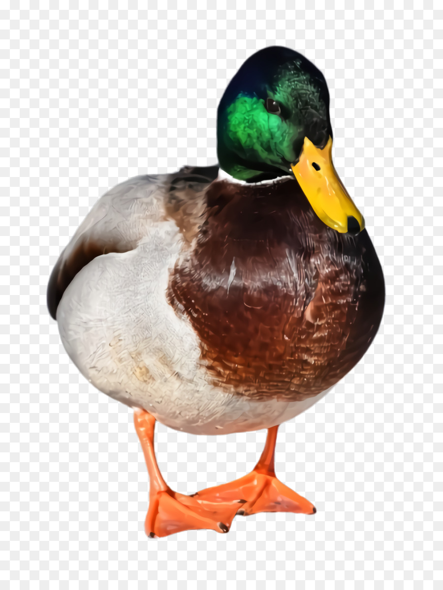 Aves，Pato PNG