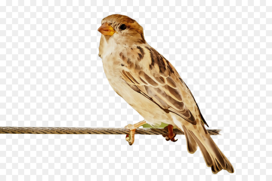 Aves，Pico PNG