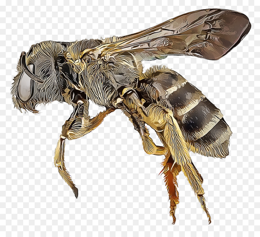 Abeja，Alas PNG