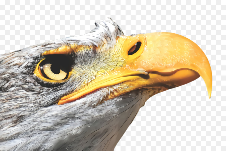 Aves，Pico PNG