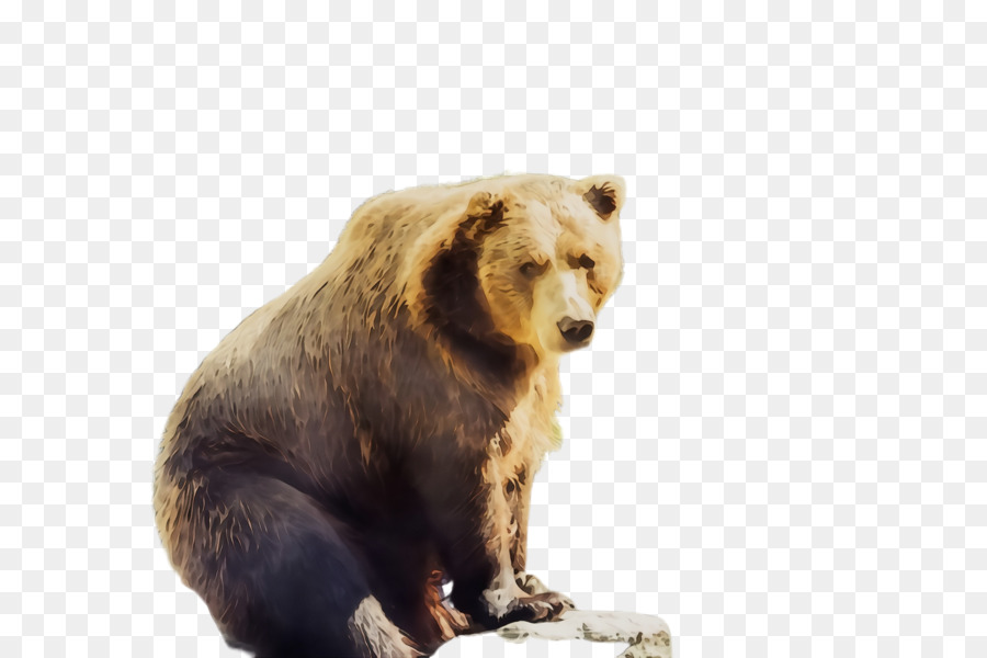 Oso，Oso Pardo PNG