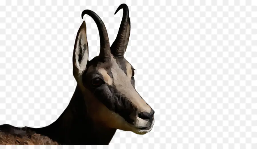 Las Cabras，Cabra PNG