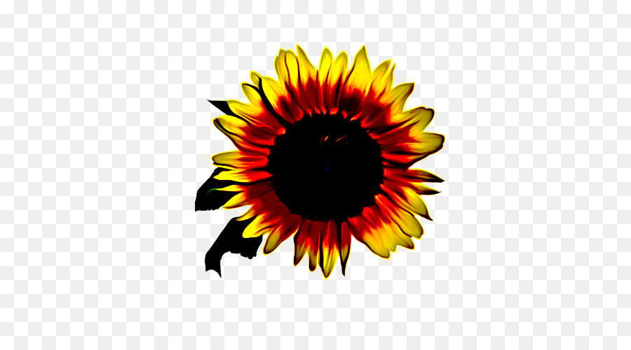 Girasol Amarillo，Flor PNG