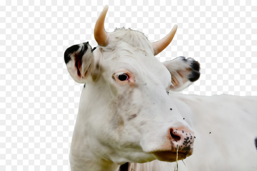 Bovino，Vaca Lechera PNG
