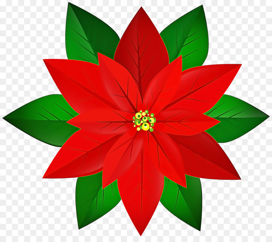 Flor De Pascua，Rojo PNG