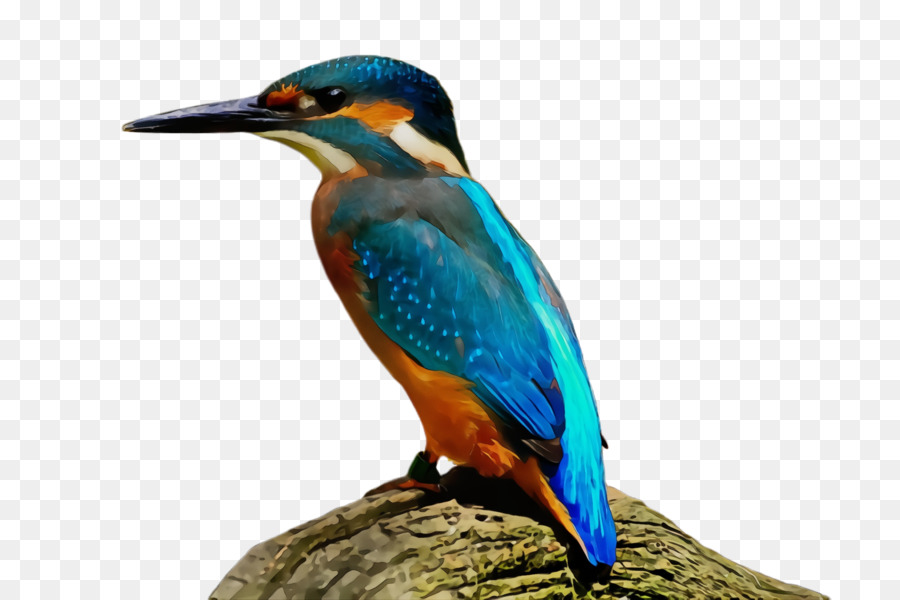 Pájaro Azul，Rama PNG