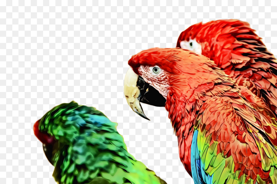 Loro Rojo Y Azul，Pájaro PNG