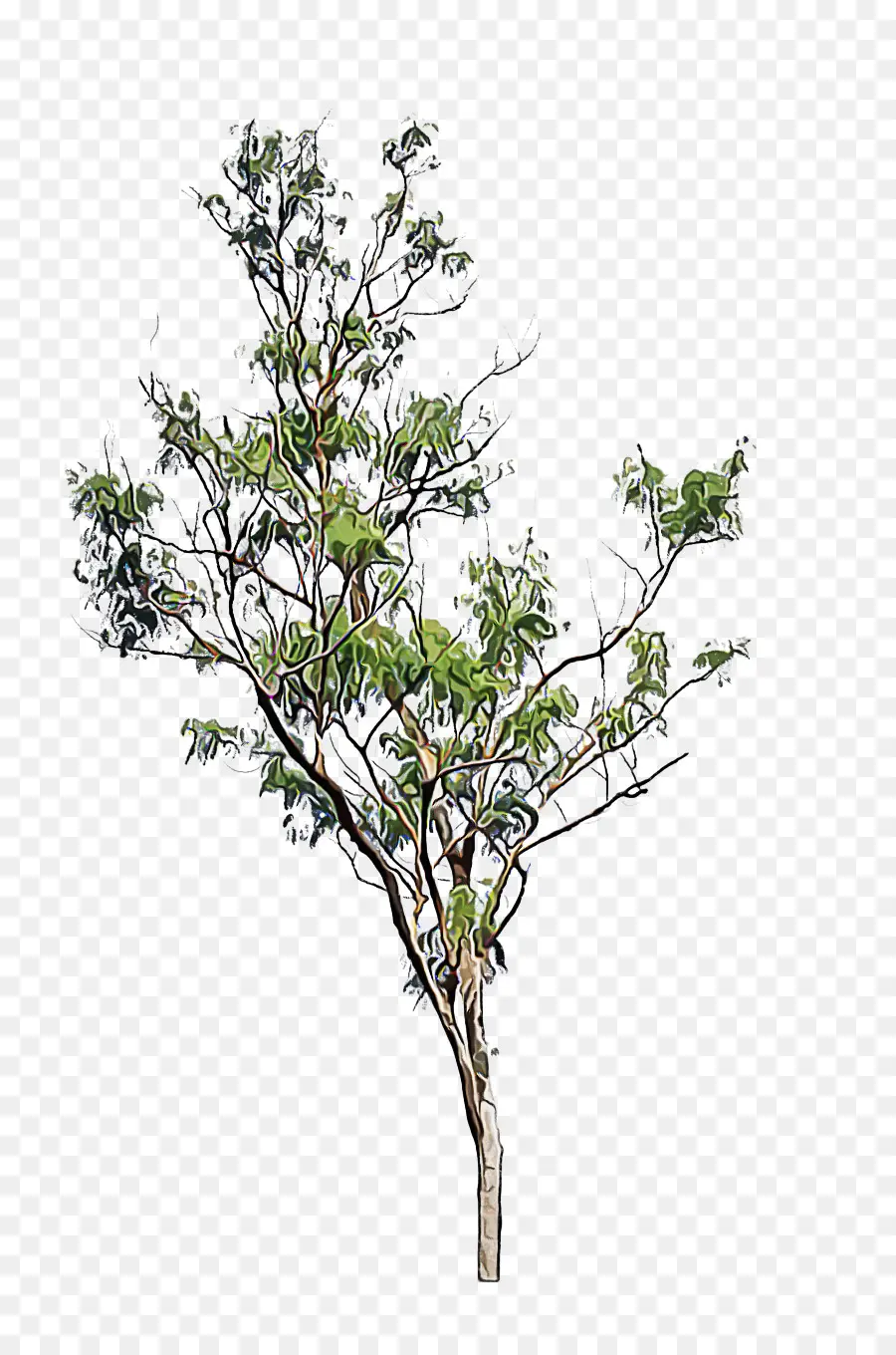 árbol Verde，Hojas PNG