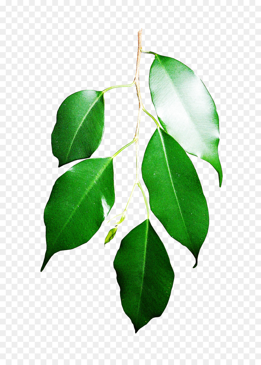 Hoja，Flor PNG