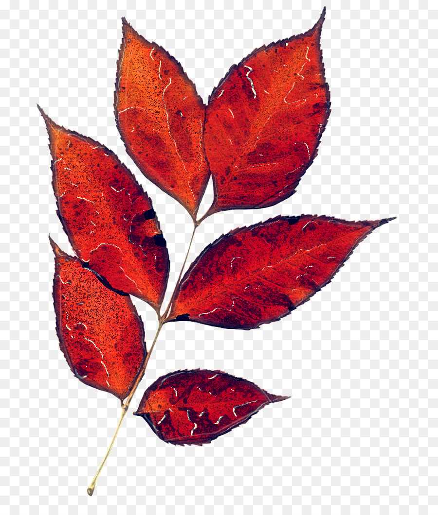 Hoja，Árbol PNG