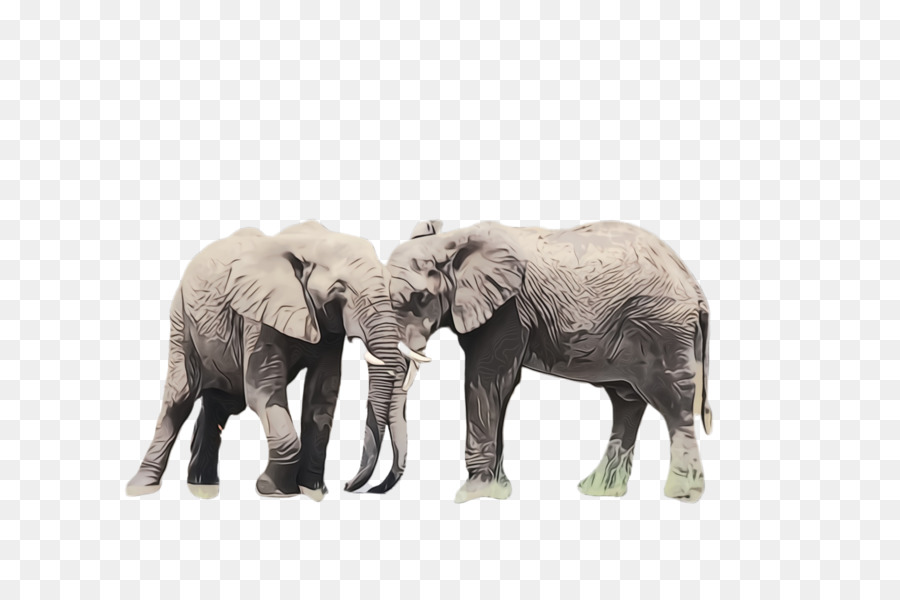 Elefante，Elefantes Y Mamuts PNG