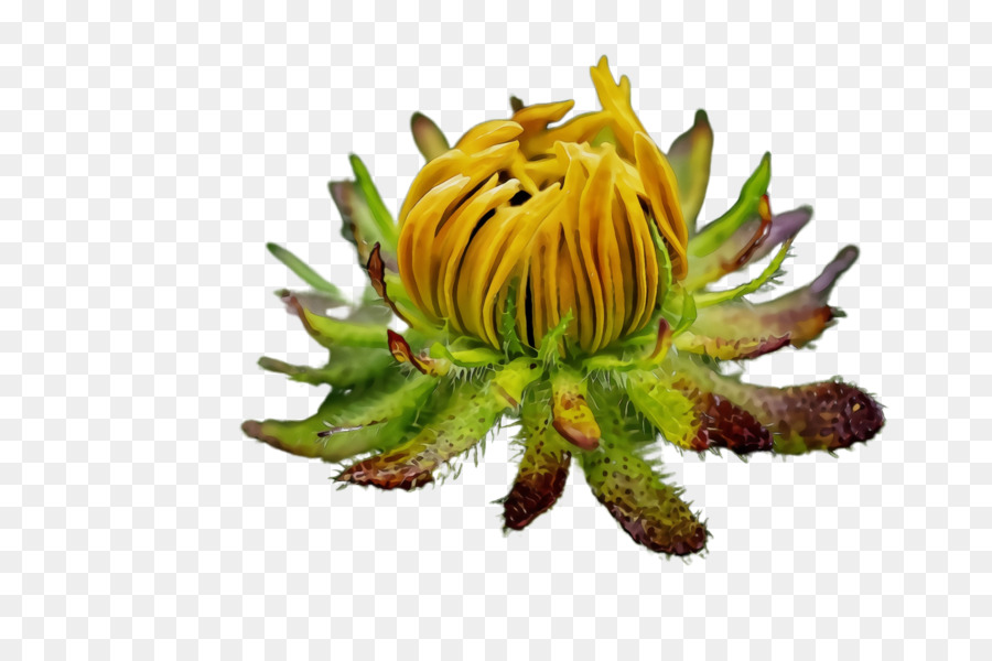 Flor，Planta PNG