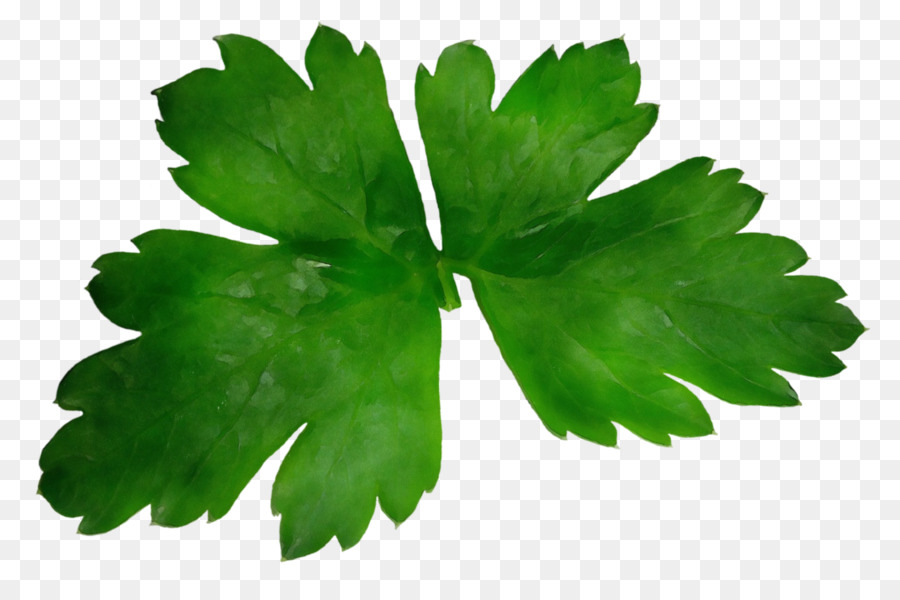 Hoja，Verde PNG