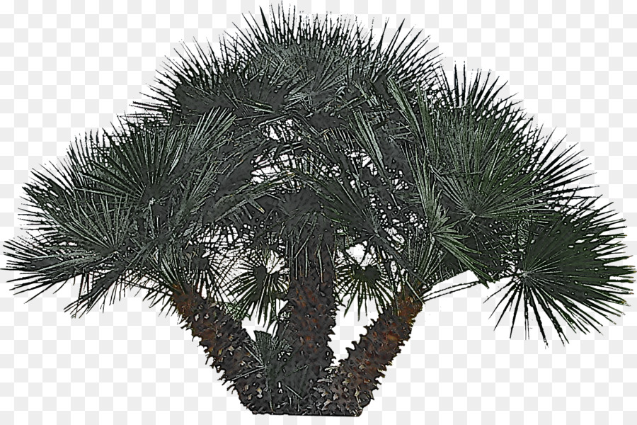 Palmera，Tropical PNG