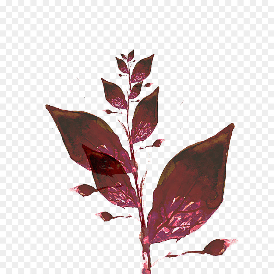 Planta，Hoja PNG