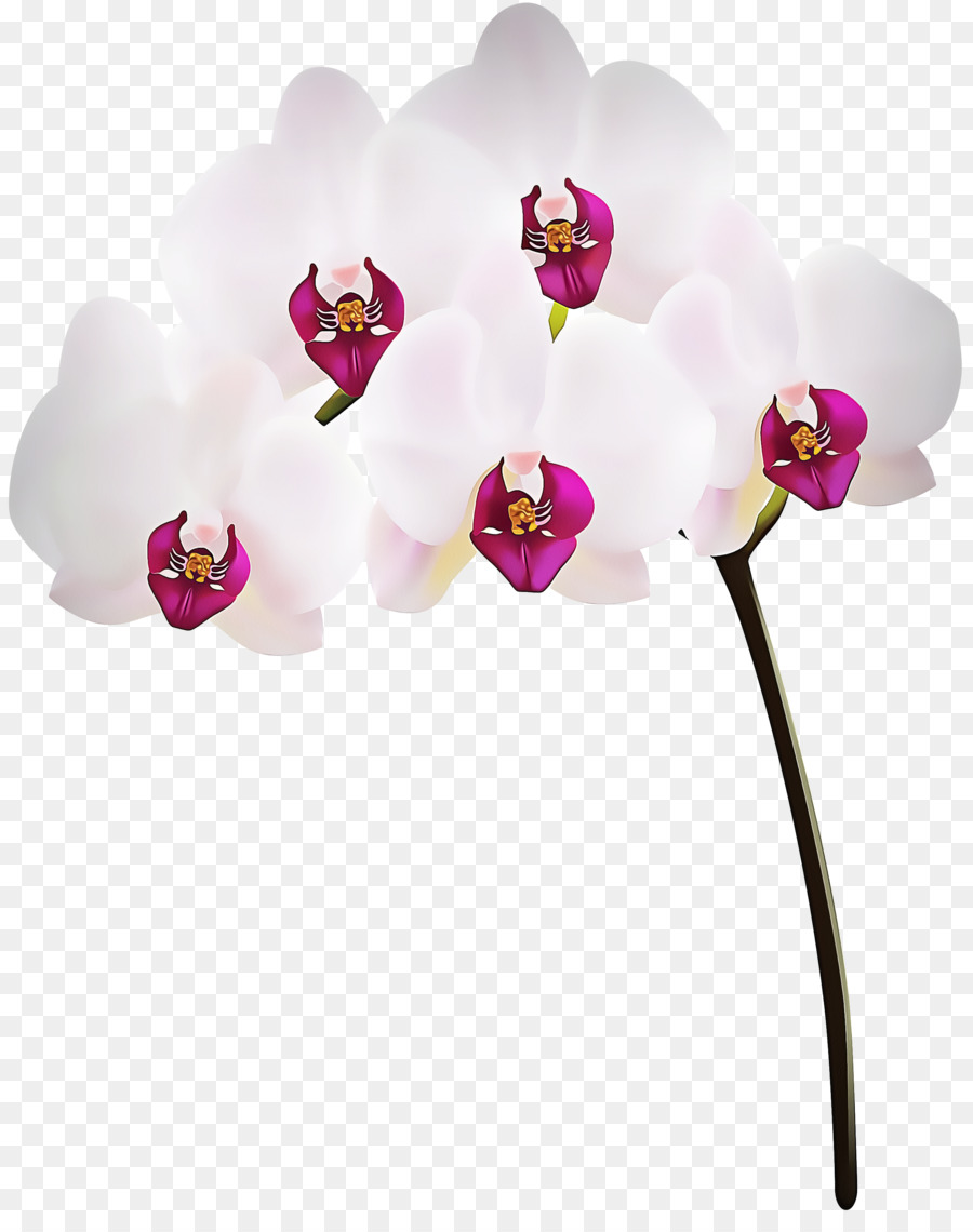 La Polilla De La Orquídea，Flor PNG