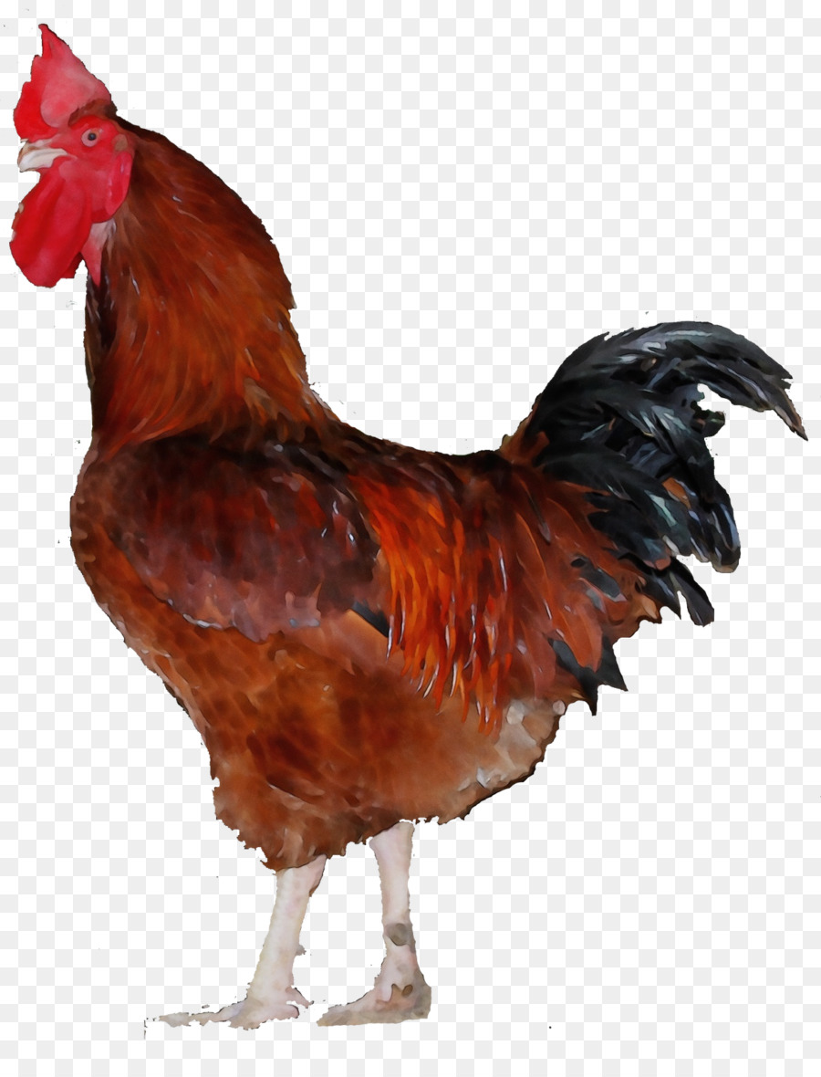 Aves，Pollo PNG