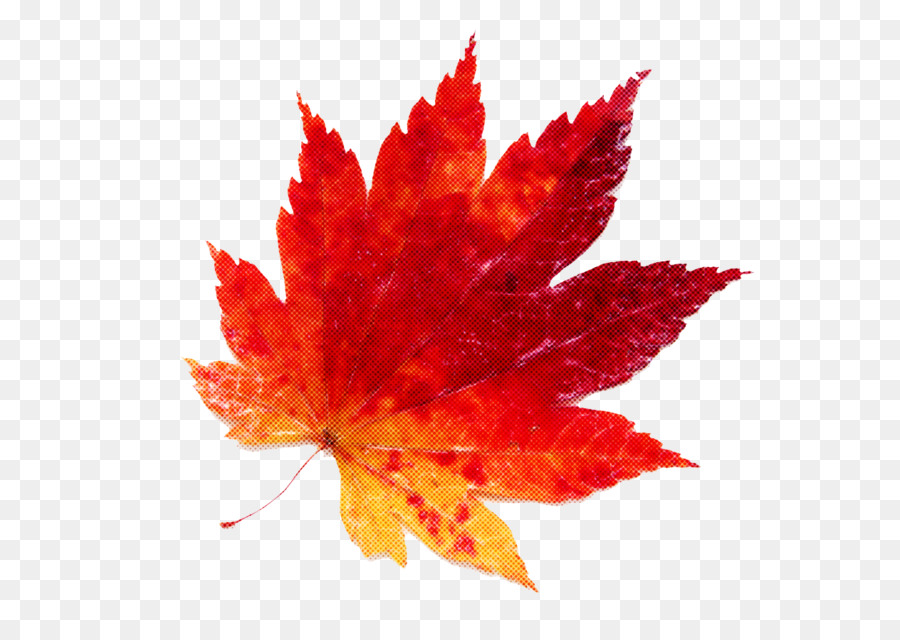 Hojas De Otoño，Caer PNG