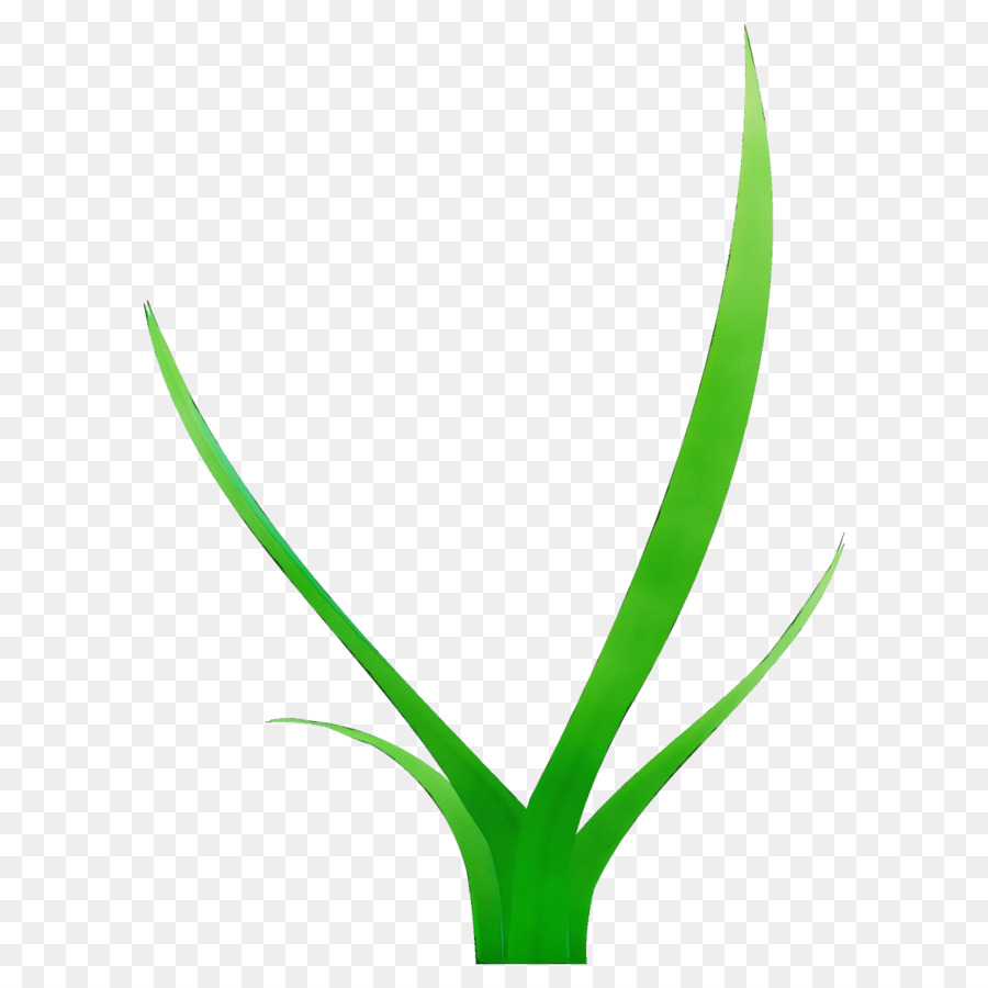 Verde，Hoja PNG