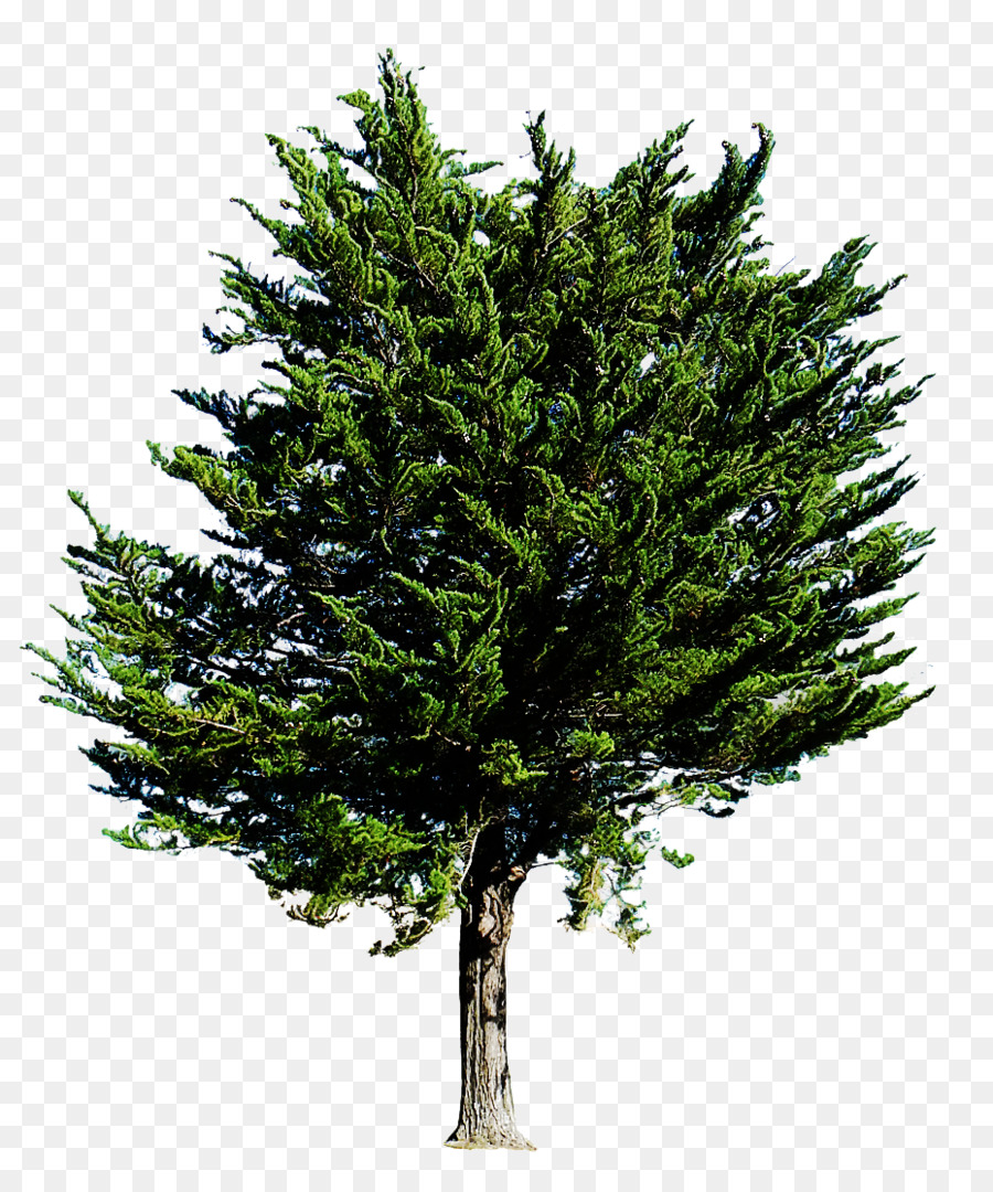 árbol Alto，Bosque PNG