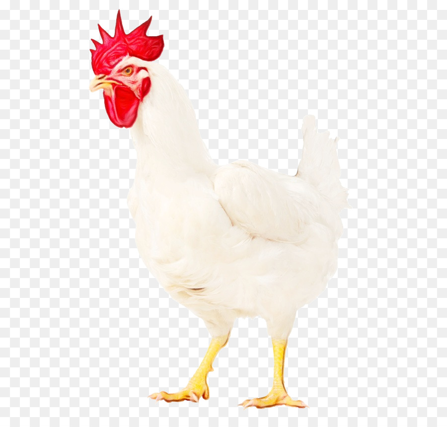 Pollo，Aves PNG