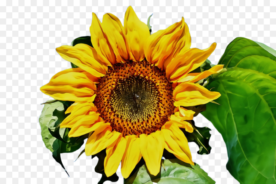 Flor，Girasol PNG