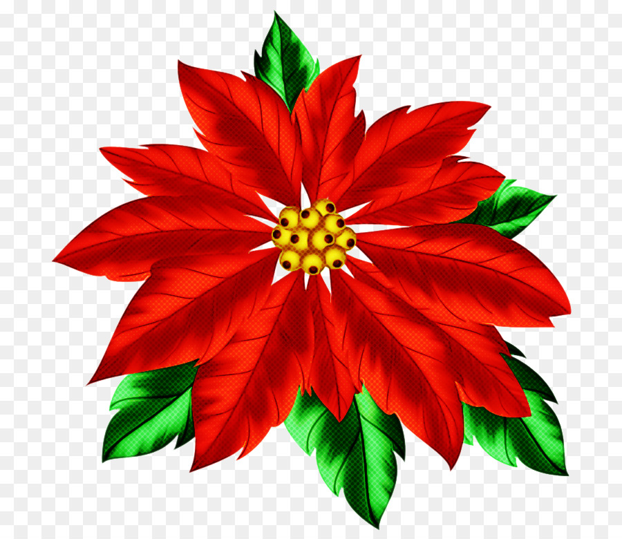 Flor De Pascua，Rojo PNG