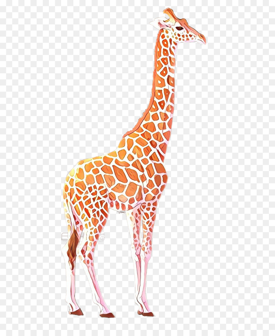 Jirafa，Giraffidae PNG