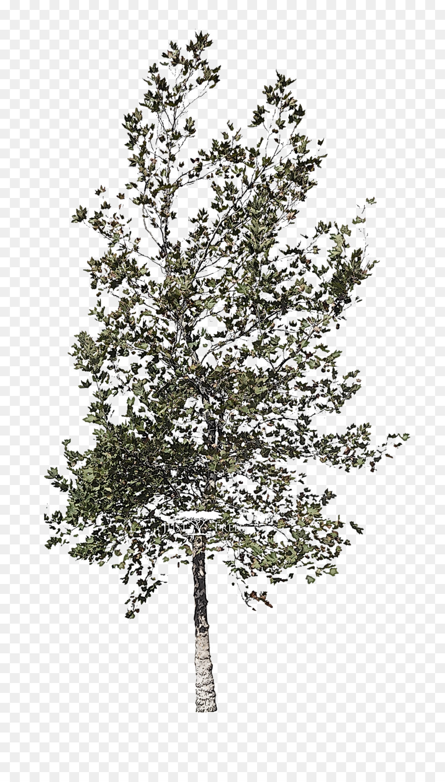 árbol，Planta PNG