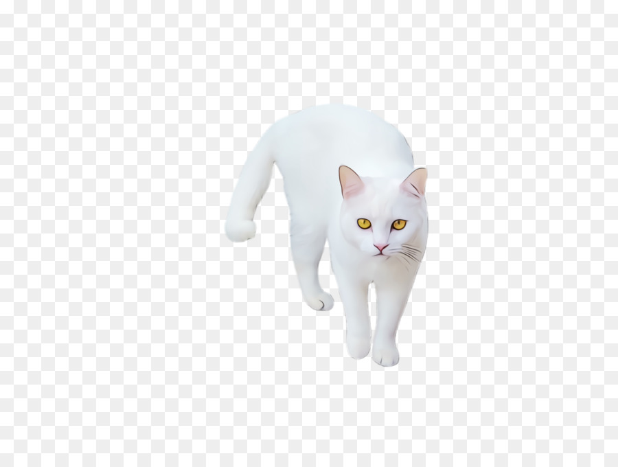 Gato，Blanco PNG