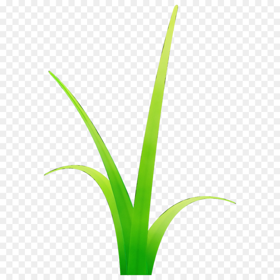 Césped，Verde PNG