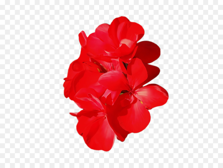 Flores De Buganvilla，Rosa PNG