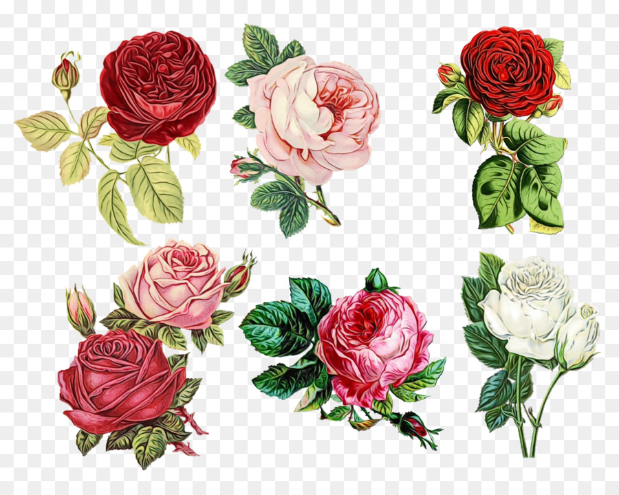 Rosas De Jardín，Rosa PNG
