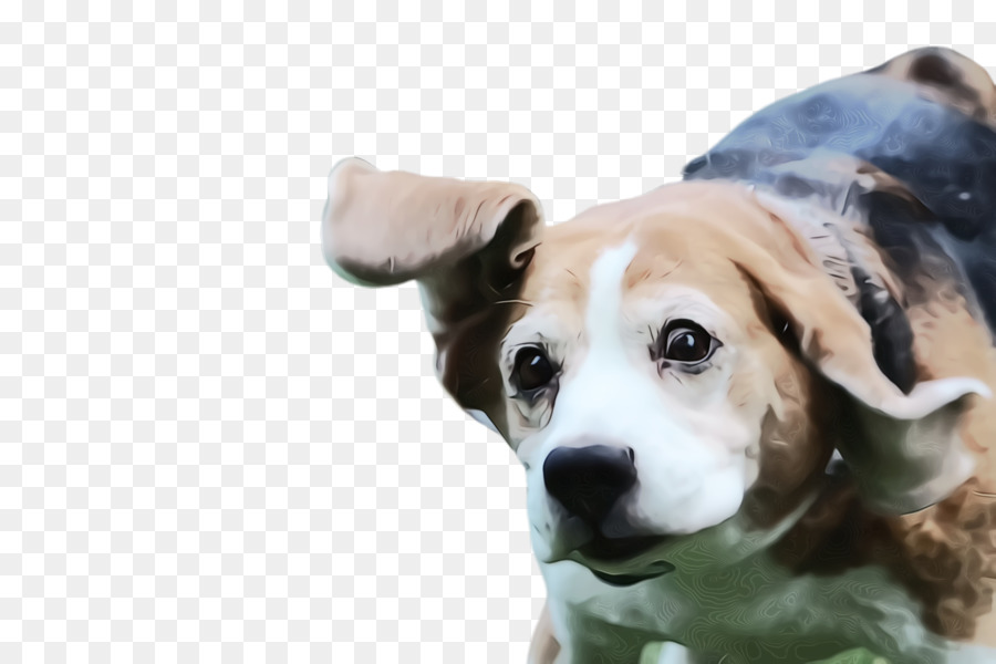 Perro，Raza De Perro PNG